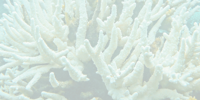 Efectos de los filtros UV sobre el coral