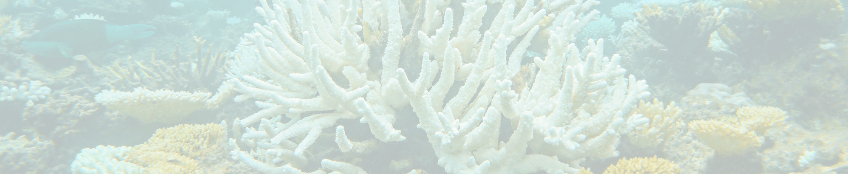 Efectos de los filtros UV sobre el coral